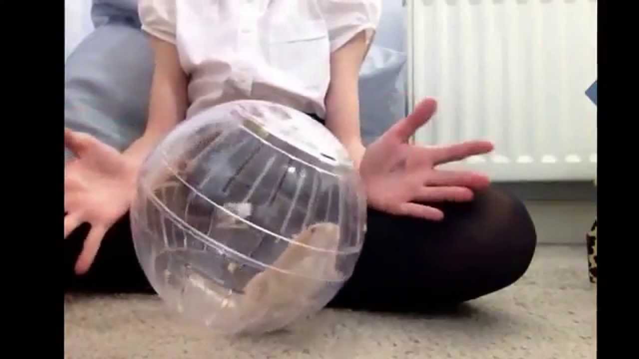 hamster balls